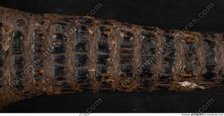 Photo Textures of Crocodil Skin
